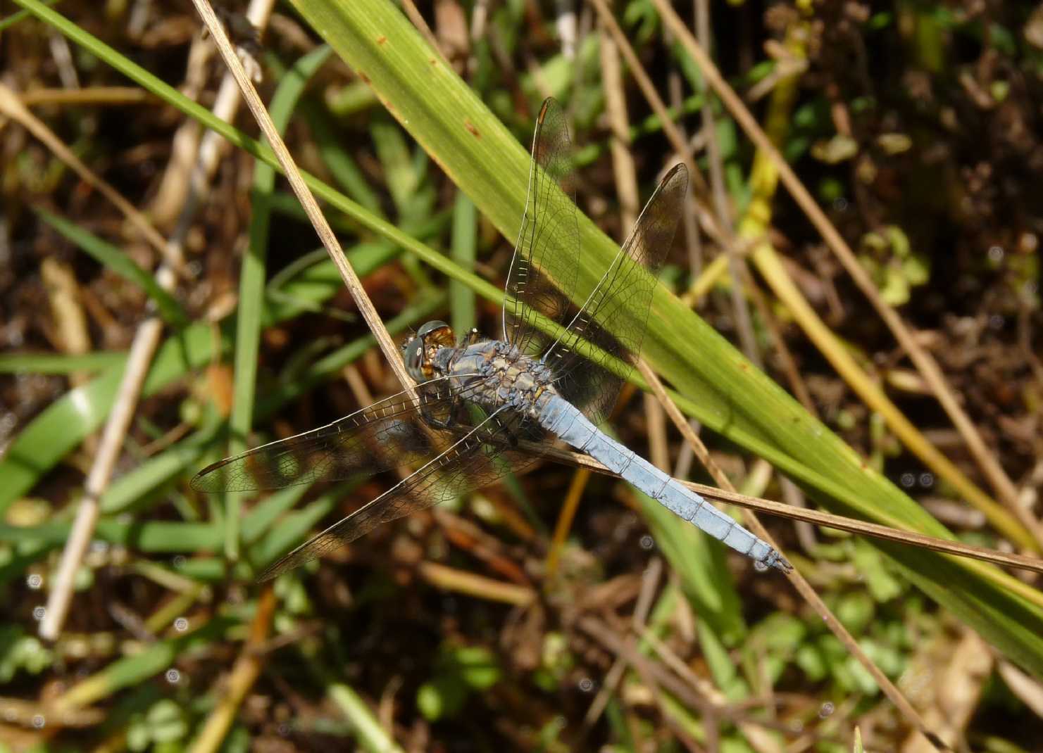 Da determinare - Orthetrum coerulescens anceps